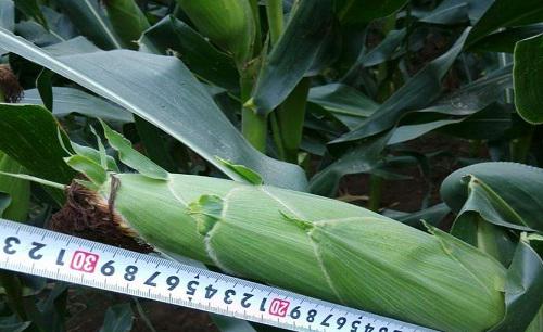 鲲玉8号玉米品种简介