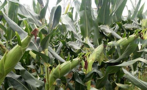 鲲玉8号玉米品种简介