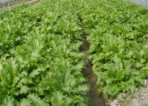 雪菜种植时间和方法