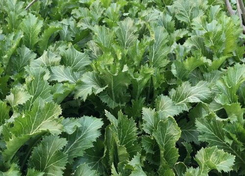 雪菜种植时间和方法