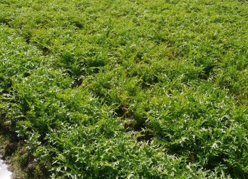 雪菜种植时间和方法