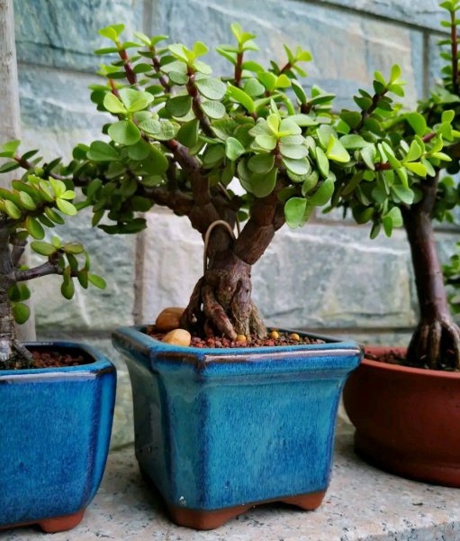 金枝玉叶叶子干瘪掉落怎么回事