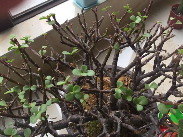 金枝玉叶叶子干瘪掉落怎么回事