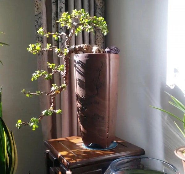 金枝玉叶叶子干瘪掉落怎么回事