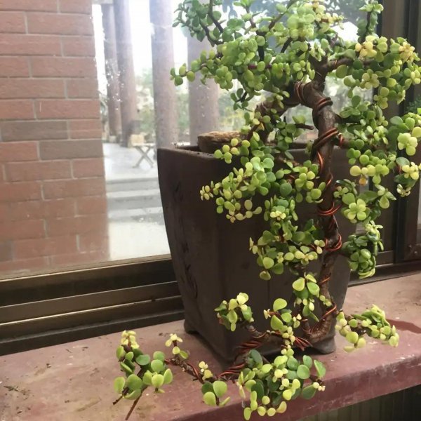 金枝玉叶叶子干瘪掉落怎么回事