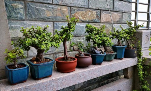 金枝玉叶叶子干瘪掉落怎么回事