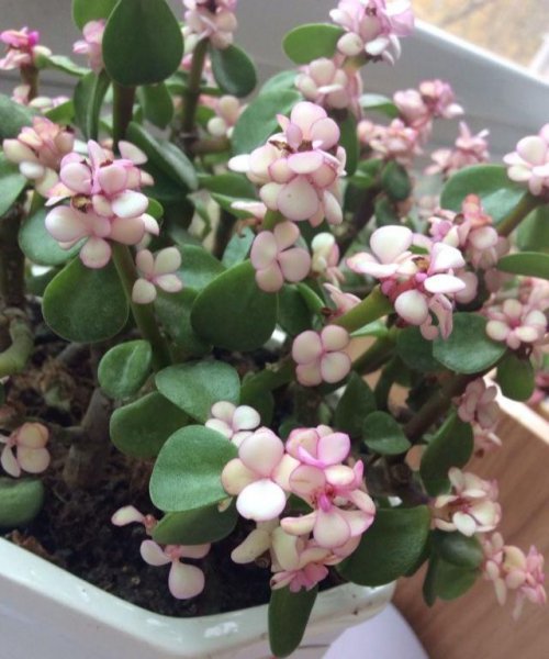 金枝玉叶叶子干瘪掉落怎么回事