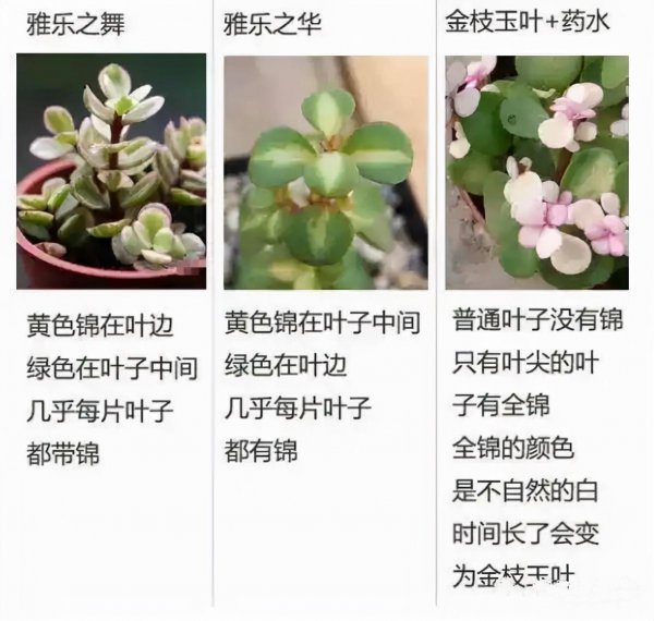 金枝玉叶叶子干瘪掉落怎么回事