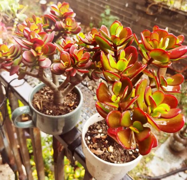 金枝玉叶叶子干瘪掉落怎么回事