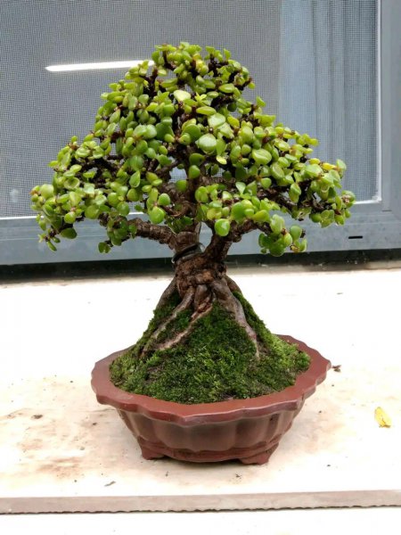 金枝玉叶叶子干瘪掉落怎么回事