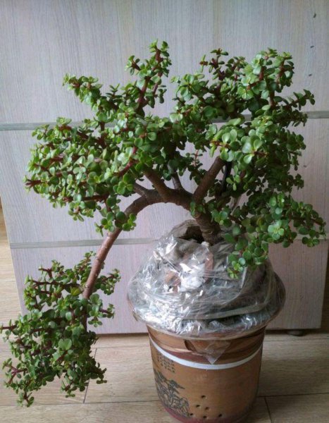 金枝玉叶叶子干瘪掉落怎么回事