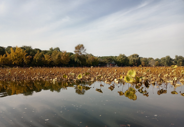 荣耀x30i手机测评分析