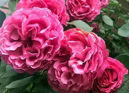 月季伊芙最好的品种