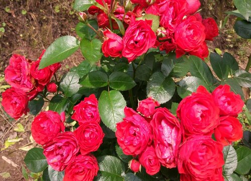 月季伊芙最好的品种