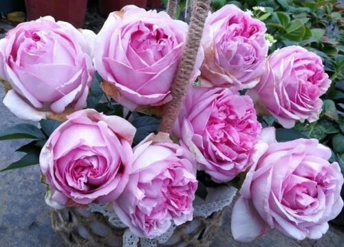 月季伊芙最好的品种