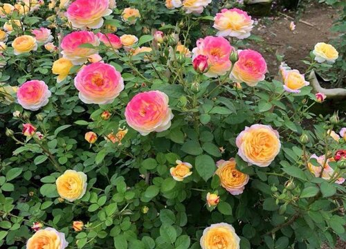 月季伊芙最好的品种