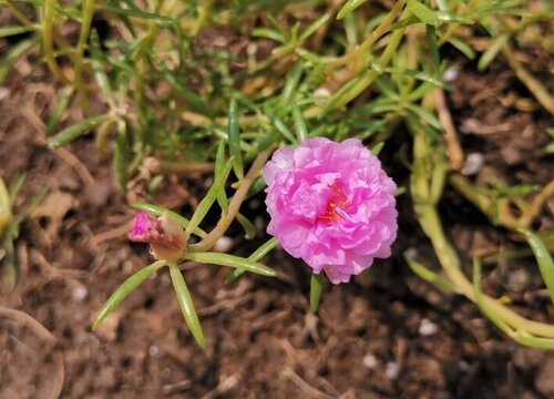 太阳花夏季如何施肥花开满枝头