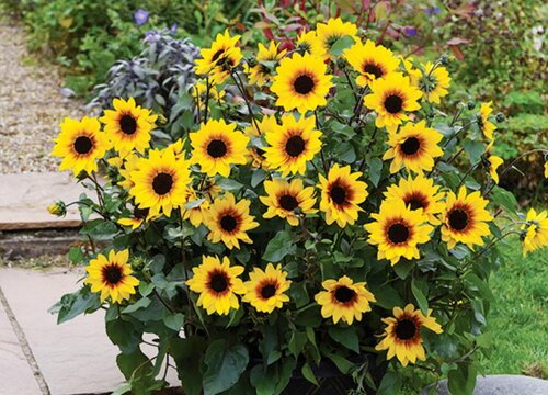 太阳花夏季如何施肥花开满枝头