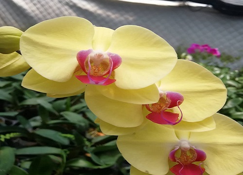 蝴蝶兰简单养护技巧分享