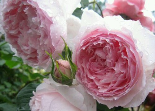 粉伍德月季是藤本还是灌木