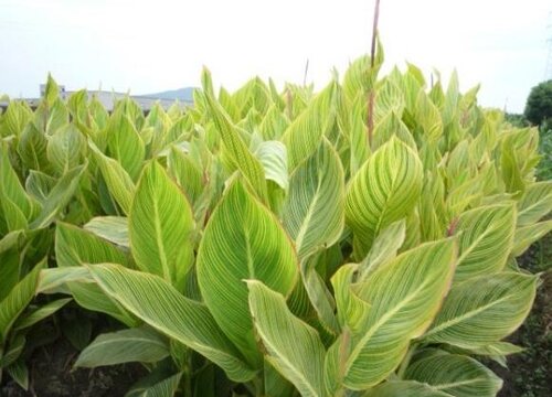 美人蕉没根能活吗