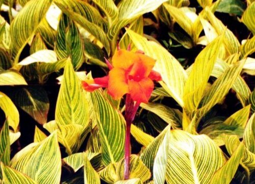 美人蕉没根能活吗