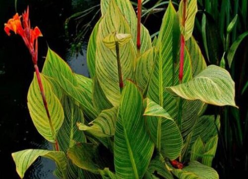 美人蕉没根能活吗