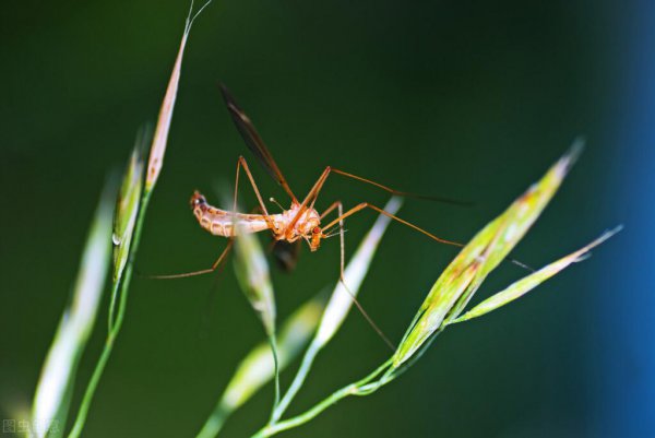 什么颜色不招蚊子