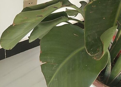 天堂鸟叶子卷起来是什么原因