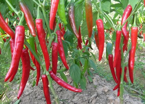 尖椒种植时间和方法