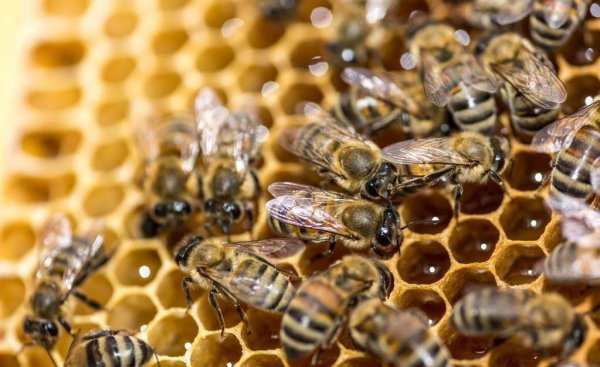 蜜蜂什么时候开始分蜂