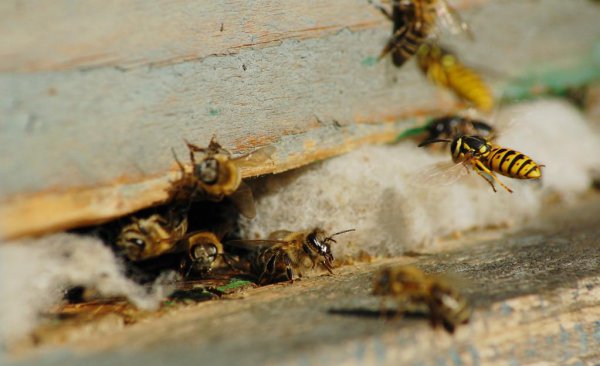 蜜蜂什么时候开始分蜂