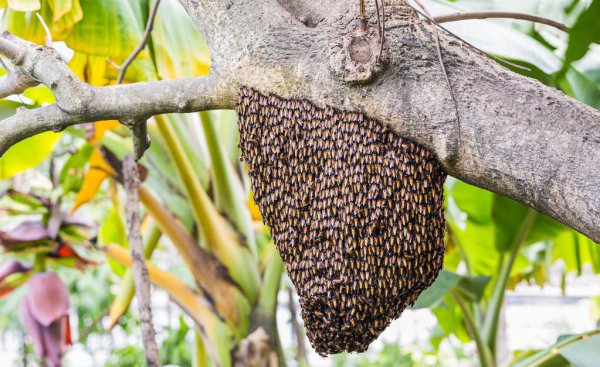 蜜蜂什么时候开始分蜂
