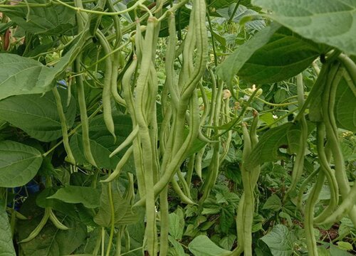 豆角一年可以种几次