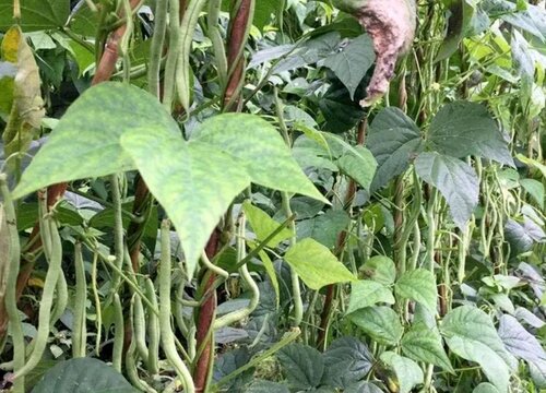 豆角一年可以种几次