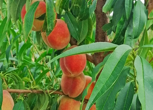 毛桃树叶子卷曲是什么原因