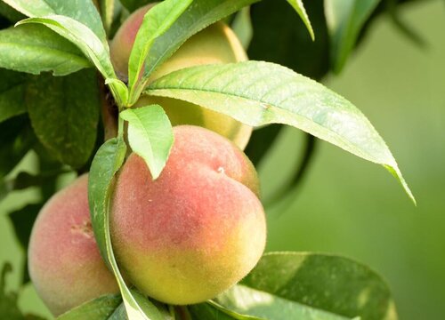 毛桃树叶子卷曲是什么原因