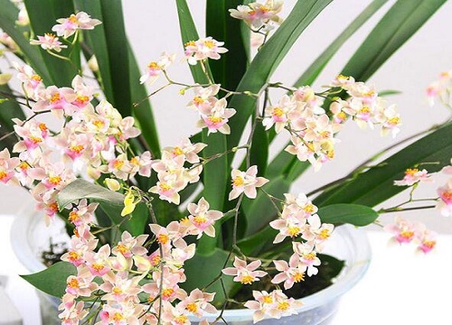 文心兰花期有多长时间