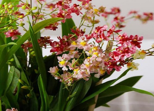 文心兰花期有多长时间