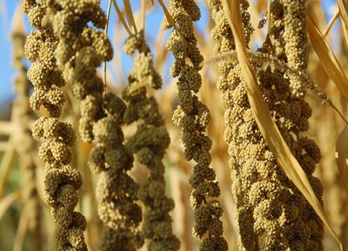 谷子适合什么土壤种植