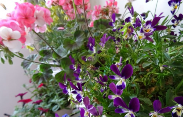 家庭养花自制花肥29种方法