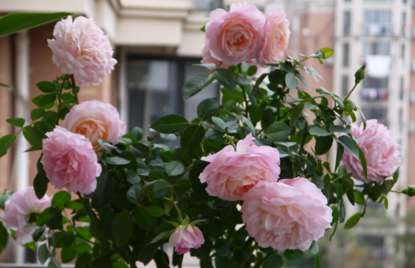 家庭养花自制花肥29种方法