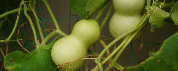 葫芦需要去皮吗