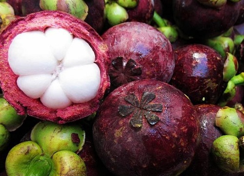 山竹是热带水果吗