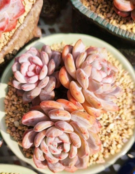 多肉需要施肥吗