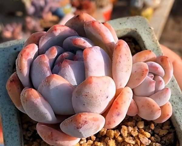 多肉需要施肥吗