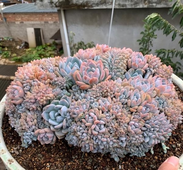 多肉需要施肥吗