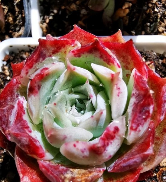 多肉需要施肥吗