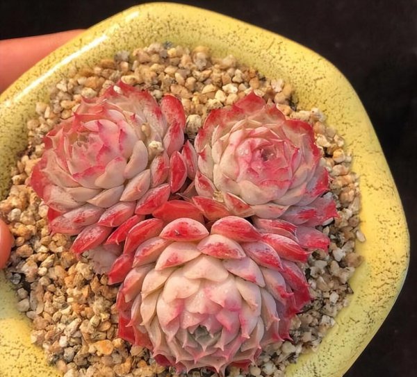 多肉需要施肥吗