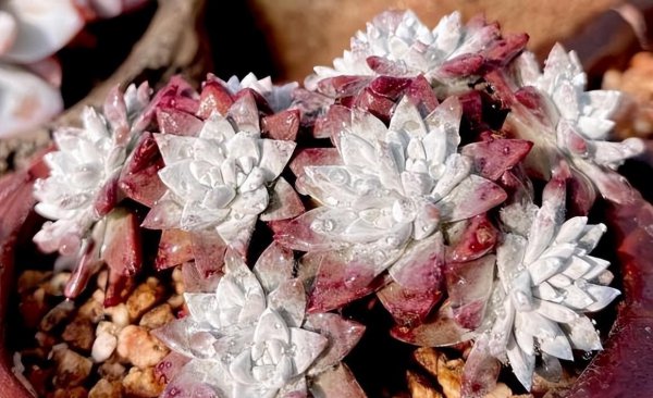 多肉需要施肥吗